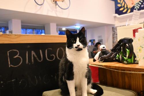a black and white cat sitting on a chair at Dutchies Hostel in Amsterdam