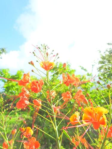 Taman di luar Finca La Magia