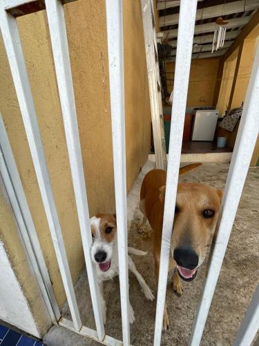 Animal o animals de companyia a Casa Bienestar