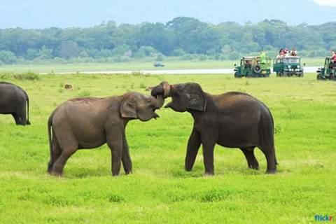 two elephants standing next to each other in a field at Angry Birds Tree house in Habarana