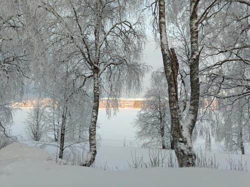 a snow covered forest with trees and a lake at Aurora riverside home in Rovaniemi