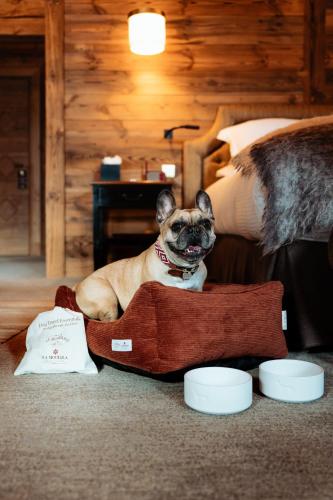 un petit chien assis dans un panier pour chien dans une chambre dans l'établissement Hôtel LE BLIZZARD, à Val dʼIsère
