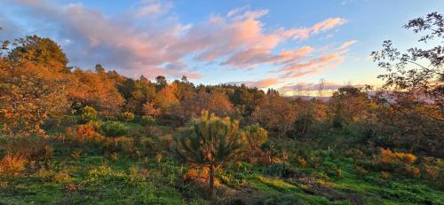 a view of a forest in the fall at Bayo - terra essentia in Alge