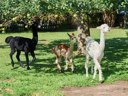 three llamas standing in the grass next to a tree at Familiengut Hotel Burgstaller in Döbriach