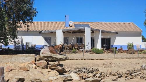 a dog sitting on a rock in front of a house at Herdade do Burrazeiro Turismo Rural no Alentejo in Borba