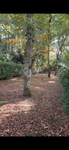 a tree in a park with leaves on the ground at Casa Pepe Albela - 20 min de Santiago in Santiago de Compostela