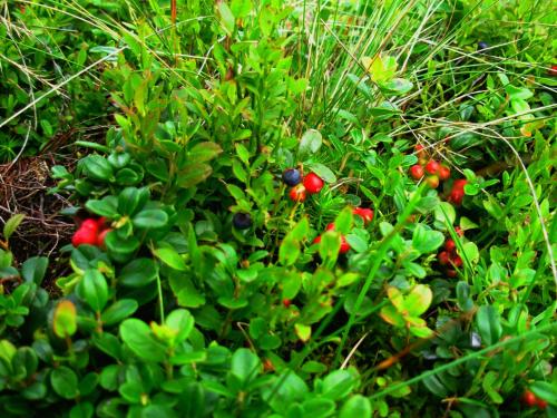 a group of plants with red and black berries at Usadba Okhotnichiy Dvor in Yabluniv