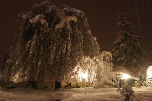 a large tree covered in snow at night at Park Hotel Villa Salzea in Trofarello