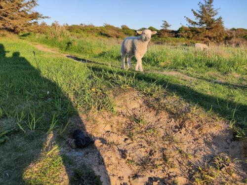 a sheep standing on the side of a dirt road at 6 person holiday home in Hjørring in Hjørring