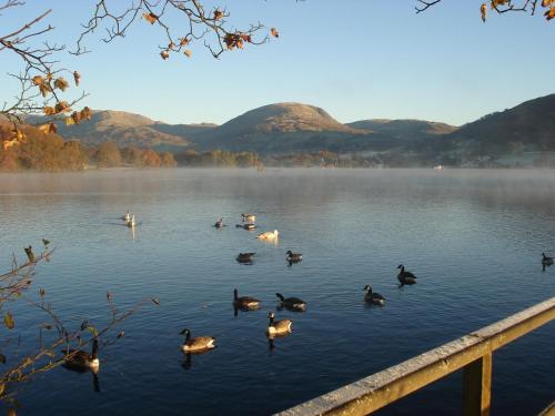 a group of ducks swimming in a lake at Autumn Leaves Guest House in Windermere