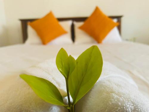 a green plant sitting on top of a bed at Cloud 9 Cottages Ella in Ella