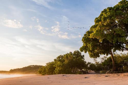 a tree on the beach with birds flying in the sky at Punta Teonoste Beach Resort in Popoyo