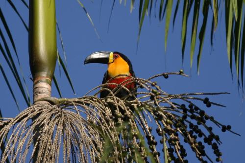 a bird perched on top of a tree branch at Villa Bebek Hotel in Camburi