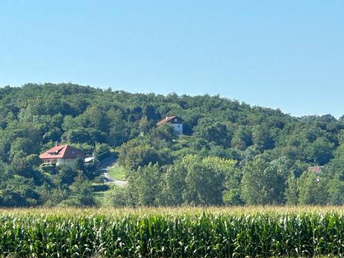 a house on a hill behind a field of corn at Ginkgo House in Kehidakustány