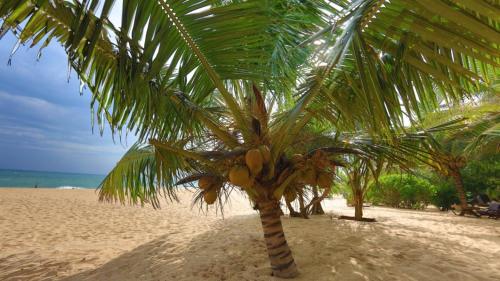a palm tree on a sandy beach near the ocean at Mangrove Beach Cabana in Tangalle