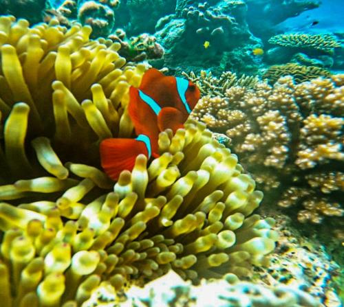a group of coral and fish in the ocean at Sau Baryam in Fam