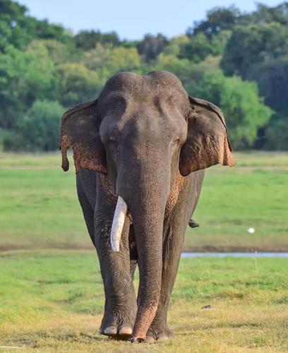 an elephant walking on the grass in a field at Meegas Sewana Resort in Minneriya