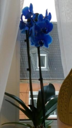 a blue flower in a vase in front of a window at Apartment am Kaiserplatz in Düren - Eifel