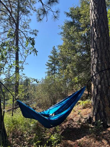 a blue hammock hanging from a tree in the woods at Cedar Springs Retreats in North Fork