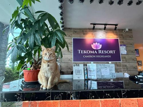 a cat sitting on a counter next to a plant at Tekoma Hotel & Hostel Cameron Highlands - FREE SHUTTLE SERVICE in Tanah Rata