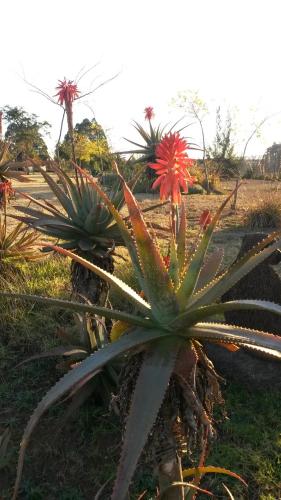 a group of succulent plants in a field at African Flair Country Lodge in Piet Retief