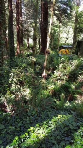 a forest filled with lots of green plants and trees at Emerald Forest Cabins in Trinidad