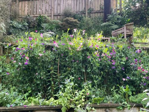 a garden with a bunch of flowers and a bench at Close To Nature & City in Wellington