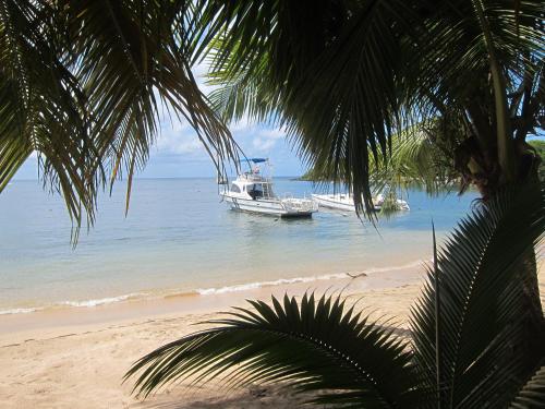 a boat in the water on a beach with a palm tree at Hotel Chillies and Native Sons Diving in West End