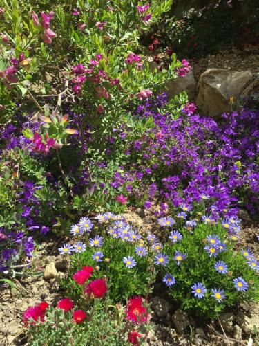 a garden filled with purple and pink flowers at Villa Gaia - Luxury Villa, pool & wellness rooms in Bordighera
