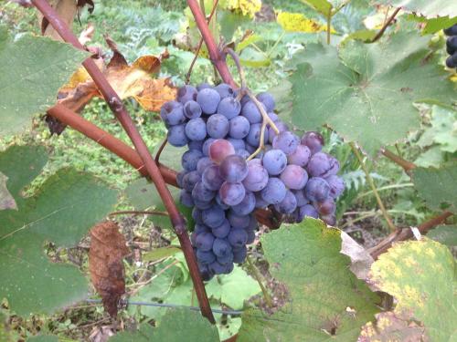 a bunch of purple grapes on a plant at Eco Garten Guest House in Shkodër