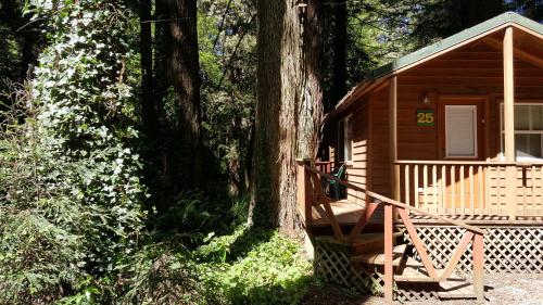 a cabin in the woods next to a tree at Emerald Forest Cabins in Trinidad