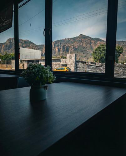 une plante posée sur une table devant une fenêtre dans l'établissement Hotel Integra Tepoztlán, à Tepoztlán