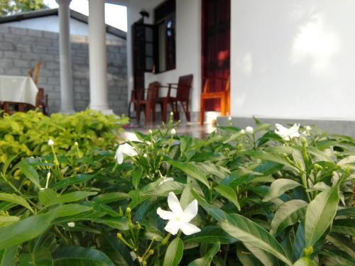a bush with white flowers in front of a house at Radha Tourist Home in Polonnaruwa
