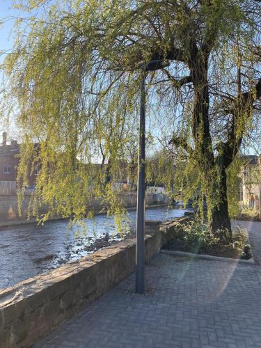 a street light next to a tree next to a river at Weserwasser in Eupen