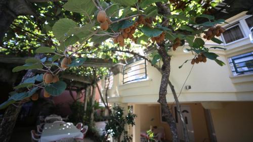 a tree in front of a house with fruit on it at Lilian Apartments in Budva