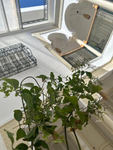 a plant in a vase on a table with a laptop at Hotel Dar Al Madina in Mahdia