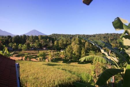 a view of a field with mountains in the background at Yoga Homestay in Munduk