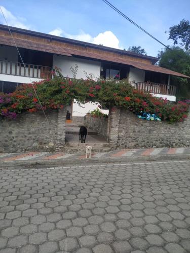 a dog standing in front of a building with flowers at Casa de campo Las Flores in Penipe