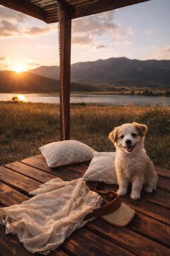 a dog sitting on a wooden table with the sunset at Barrel Land Blidinje - Drvena bačva za spavanje in Posušje