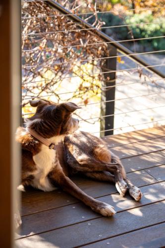 a cat sitting on a deck with a dead animal at 25 Walkers Lane in Bright