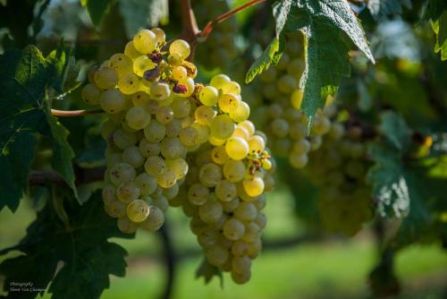 a bunch of grapes hanging from a tree at B&B Silentium in Tielt