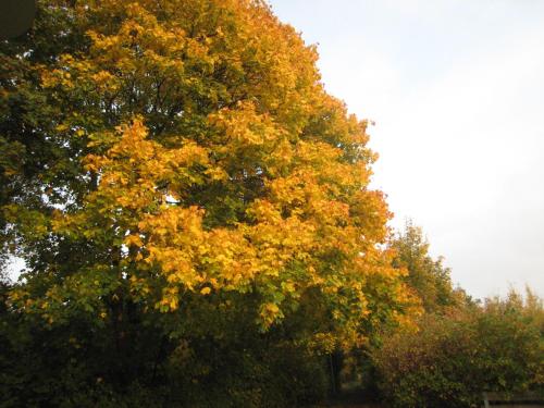a large tree with yellow leaves on it at Eulennest in Tarp