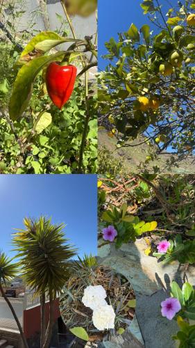 a collage of photos with a red heart on a plant at Las Medinas Apartamentos in Las Palmas de Gran Canaria