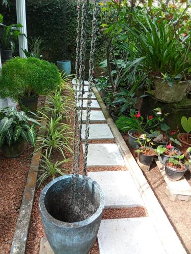 a large planter with plants in a garden at peacock Rest in Batapola