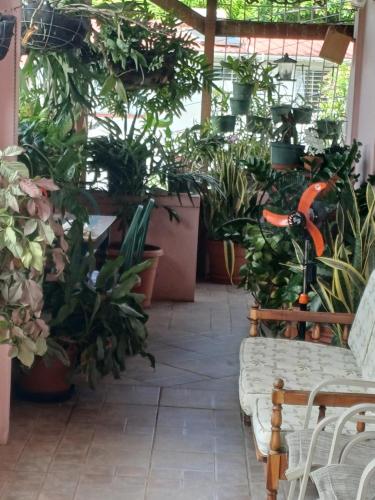 PeachBloom Terrace Inn Homestay