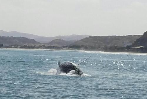 a whale is running in the water at Guille Bungalows in Canoas De Punta Sal