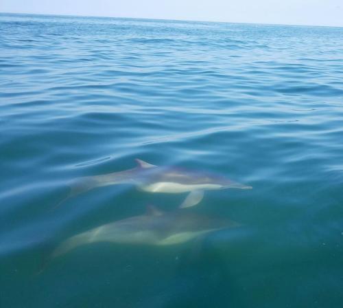 a group of fish swimming in the water at Guille Bungalows in Canoas De Punta Sal