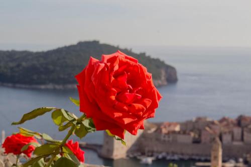 a red rose in front of a view of a city at Apartment Teo in Dubrovnik