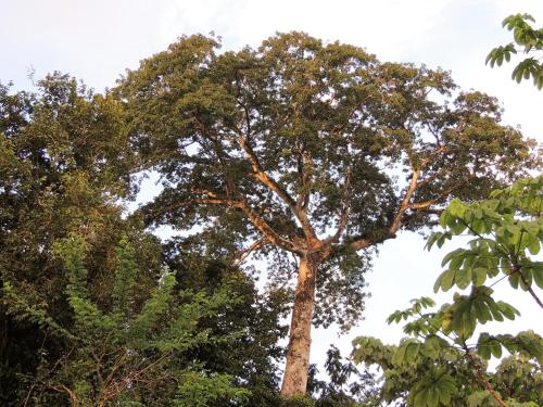 a tall tree in the middle of some trees at Cabinas Villa Drake in Drake