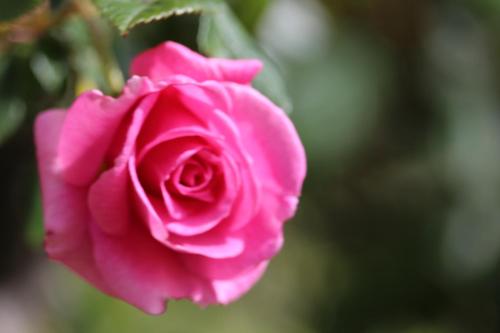 a pink rose is shown at Barossa House in Tanunda
